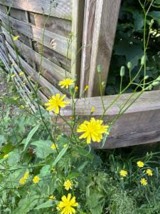 Click to view this image in a large viewer