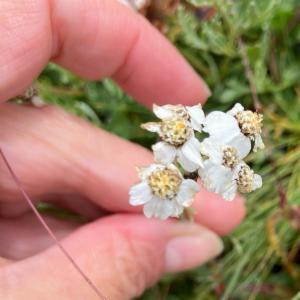 Click to view this image in a large viewer