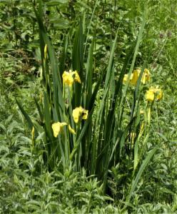 Click to view this image in a large viewer