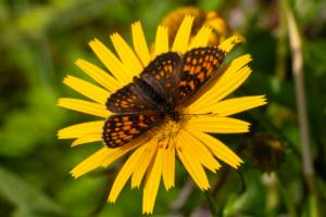 Click to view this image in a large viewer