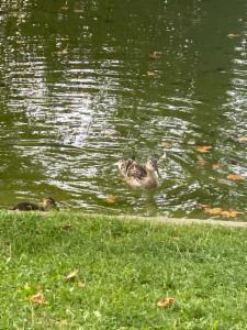 Click to view this image in a large viewer