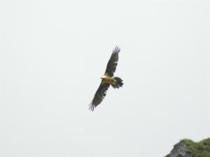 Click to view this image in a large viewer