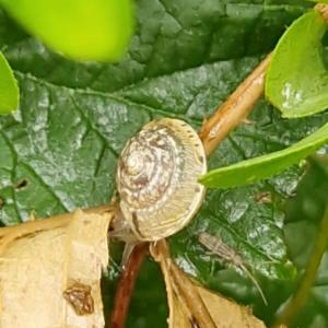 Click to view this image in a large viewer