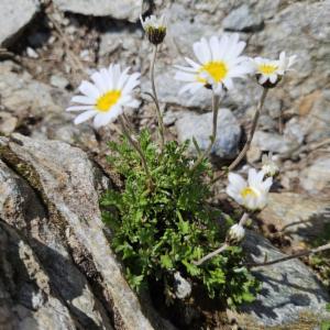 Click to view this image in a large viewer