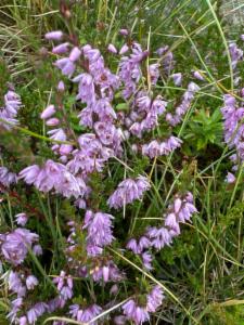 Click to view this image in a large viewer