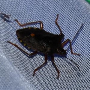 Click to view this image in a large viewer