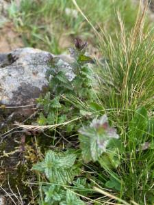 Click to view this image in a large viewer