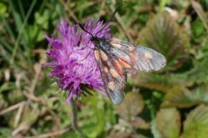 Click to view this image in a large viewer