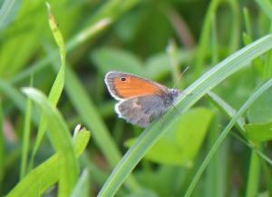 Click to view this image in a large viewer