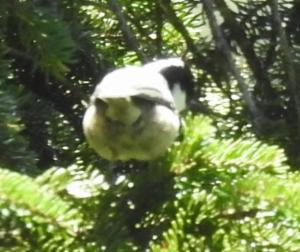 Click to view this image in a large viewer