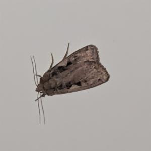 Click to view this image in a large viewer