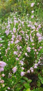 Click to view this image in a large viewer