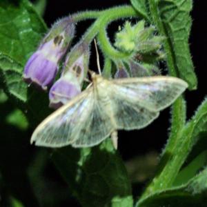 Click to view this image in a large viewer