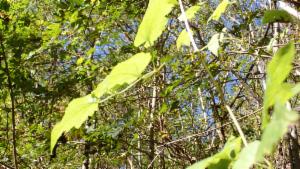 Click to view this image in a large viewer