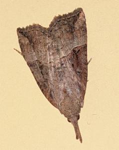 Click to view this image in a large viewer