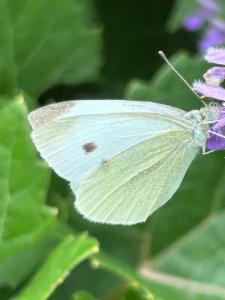 Click to view this image in a large viewer