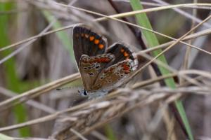 Click to view this image in a large viewer