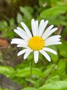 Click to view this image in a large viewer