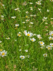 Click to view this image in a large viewer