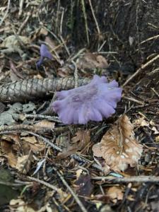 Click to view this image in a large viewer