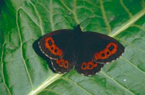 Click to view this image in a large viewer