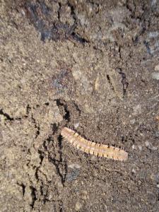 Click to view this image in a large viewer