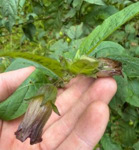 Click to view this image in a large viewer