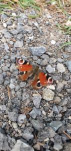 Click to view this image in a large viewer