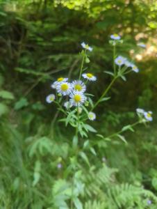 Click to view this image in a large viewer