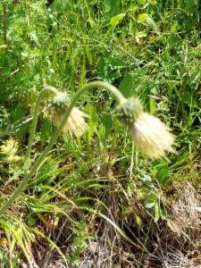 Click to view this image in a large viewer