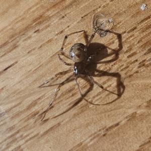 Click to view this image in a large viewer