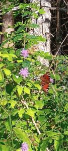 Click to view this image in a large viewer