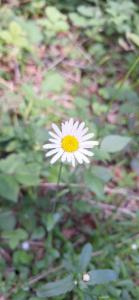 Click to view this image in a large viewer