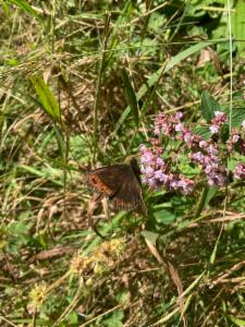 Click to view this image in a large viewer