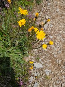 Click to view this image in a large viewer