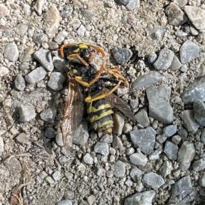 Click to view this image in a large viewer