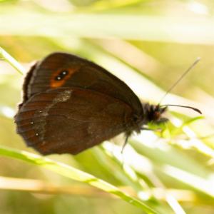 Click to view this image in a large viewer