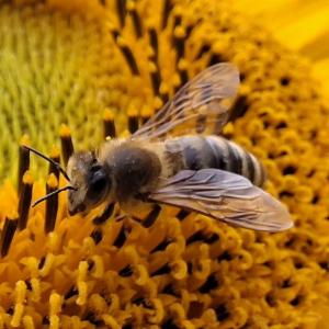 Click to view this image in a large viewer