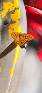 Click to view this image in a large viewer