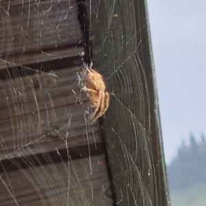 Click to view this image in a large viewer