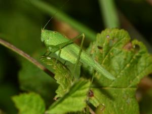 Click to view this image in a large viewer