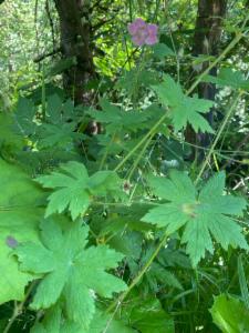 Click to view this image in a large viewer