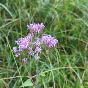 Click to view this image in a large viewer