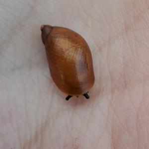 Click to view this image in a large viewer