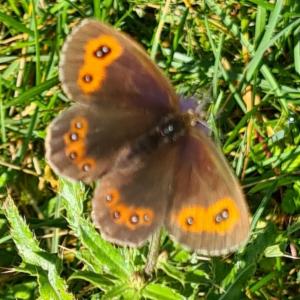 Click to view this image in a large viewer