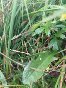 Click to view this image in a large viewer