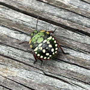 Click to view this image in a large viewer