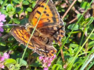 Click to view this image in a large viewer