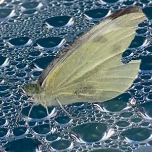 Click to view this image in a large viewer