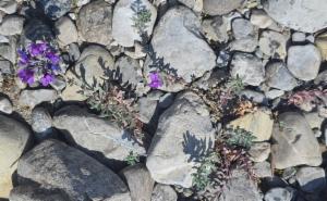 Click to view this image in a large viewer